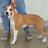 American Staffordshire Terrier con pedigree