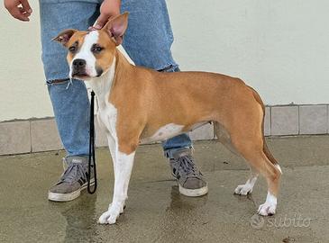 American Staffordshire Terrier con pedigree