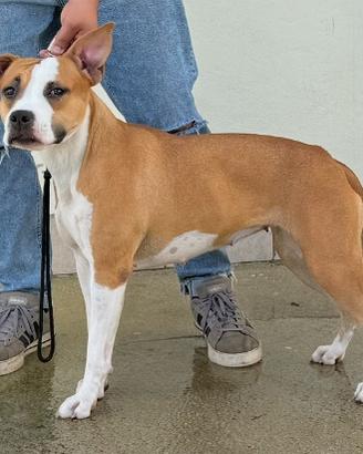 American Staffordshire Terrier con pedigree