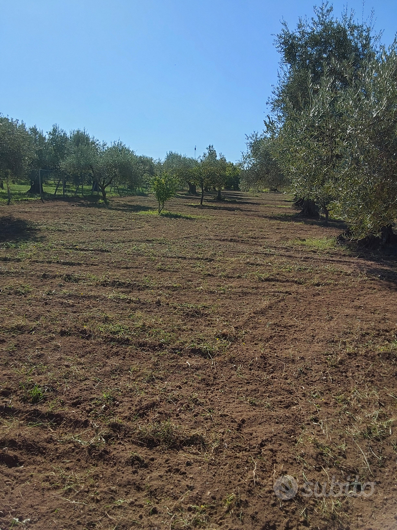 Terreno agricolo sem arborato uliveto - Vista 5