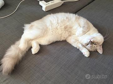 Ragdoll con pedigree