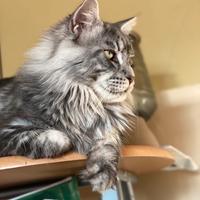 Maine coon