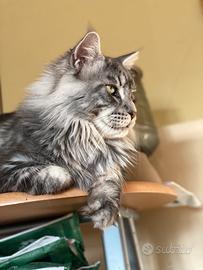 Gattini Maine coon