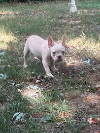 Bulldog francese