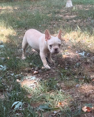 Bulldog francese