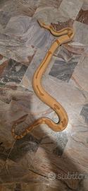 Boa constrictor