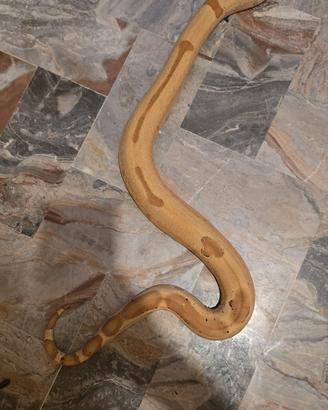 Boa constrictor