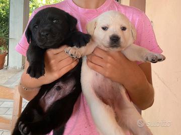 Cuccioli Labrador
