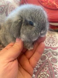 Minilop FataPerlata maschio