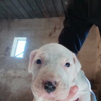 Cuccioli di dogo argentino