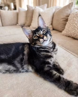 Maine Coon ULTIMO Cucciolo Maschio 3 mesi