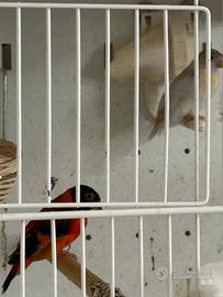 Cardinalini del Venezuela