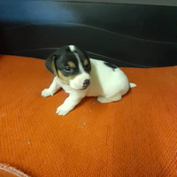 Cuccioli Jack Russel