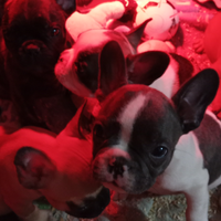 Cuccioli di bulldog francese Toy
