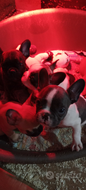 Cuccioli di bulldog francese Toy