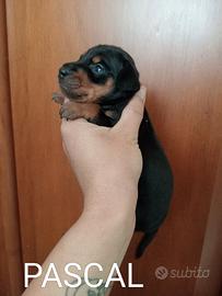 Cucciolo di Pinscher nano