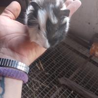 cavie