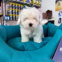 Maltese super mini toy