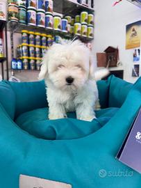 Maltese super mini toy