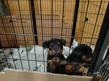 Cuccioli di Rottweiler