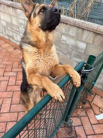 Pastore Tedesco maschio (mesi 8)pelo corto