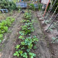 Fragole