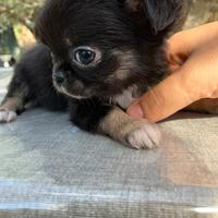 Chihuahua maschietto toy