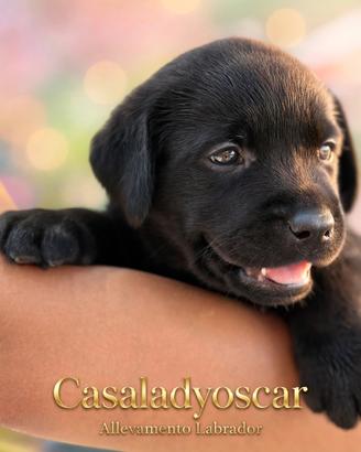 Cucciola Labrador retriever