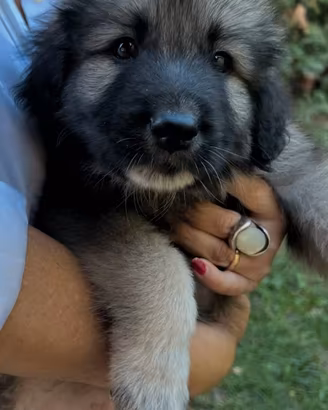 4 cuccioli incrocio maremmano e caucaso