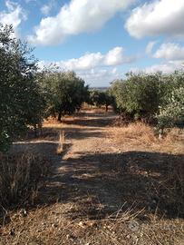 Terreno a maracalagonis