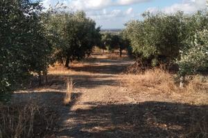 Terreno a maracalagonis