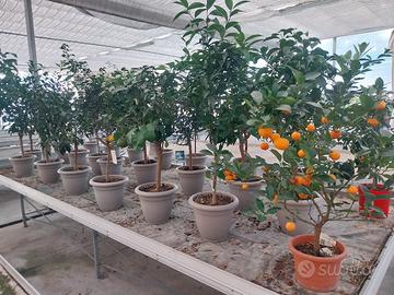 piante di agrumi