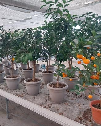 piante di agrumi