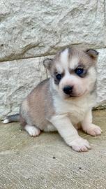 Cuccioli Siberian Husky