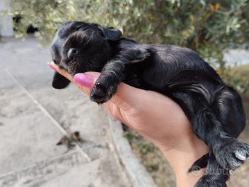 Cocker spaniel