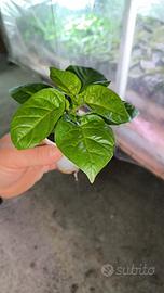 piante di peperoncini piccanti 
