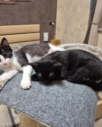 GATTINI CUCCIOLI DI GATTO