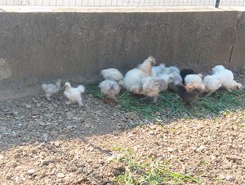 Galline Moroseta