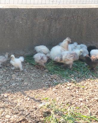 Galline Moroseta
