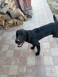 Labrador femmina