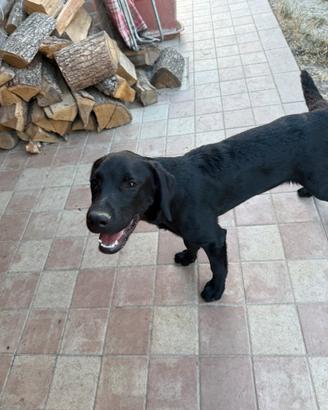 Labrador femmina