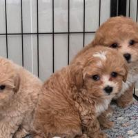 Maltipoo, Barboncino, Maltese