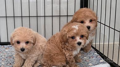 Maltipoo, Barboncino, Maltese
