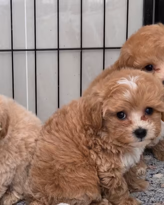 Maltipoo, Barboncino, Maltese