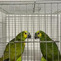 Pappagallo amazzone coppia