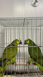 Pappagallo amazzone coppia