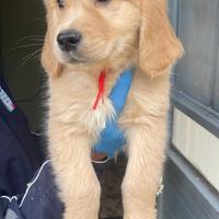 Golden di Casa Sapienza con Pedigree