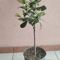 pianta limone lunario (4 stagioni) 
