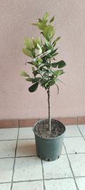 pianta limone lunario (4 stagioni) 