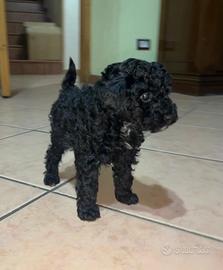 Barboncino toy